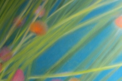 Etamines-du-Millepertuis-3