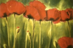 champ-de-Pavots-rouges-large