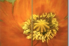 diptyque-pavot-orange