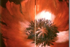 diptyque-pavot-rouge