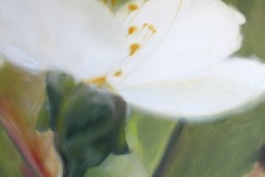 Cerisier-duo-2-50x50