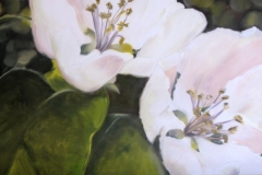 Cognassier-2