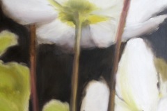 Hellebore-40x60