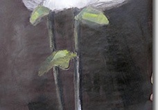 helleborenoire1